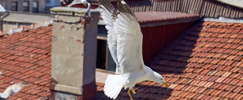 Residential Chimney Animal Removal Solution in Iona, FL